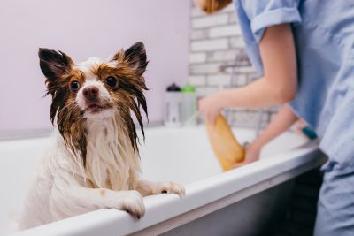 Pet Grooming and Pet Sitting Insurance in Waseca, MN by The Randy Mulcahey Agency