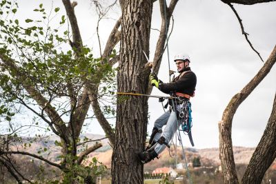 Tree Trimming Insurance in Waseca, MN by The Randy Mulcahey Agency