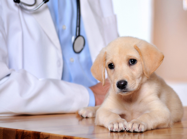 Pet Clinic Insurance